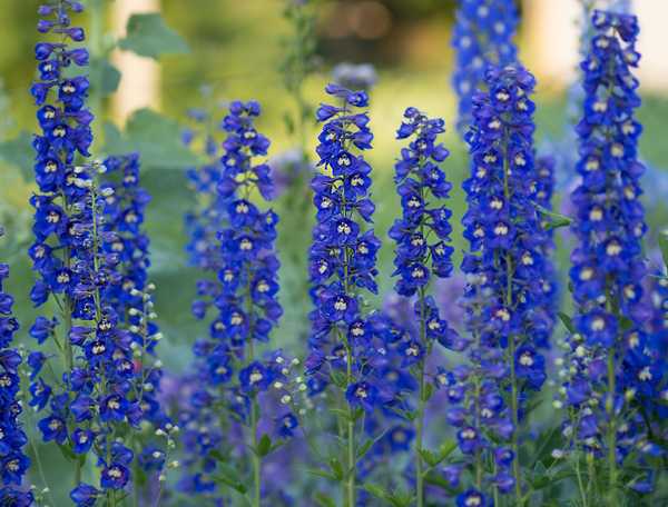 Blue delphinium stalks and blooms 