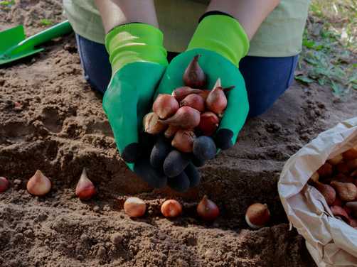 Gardener with a handful of tulip bulbs 