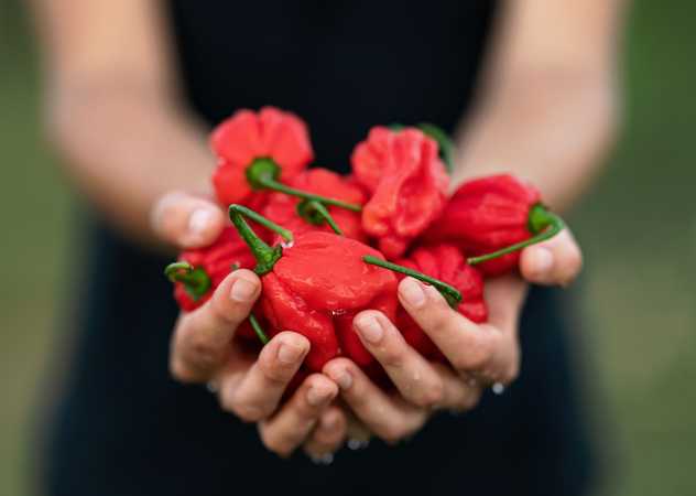 Handful of red habanero peppers 
