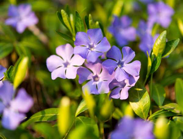 Invasive periwinkle blooms 