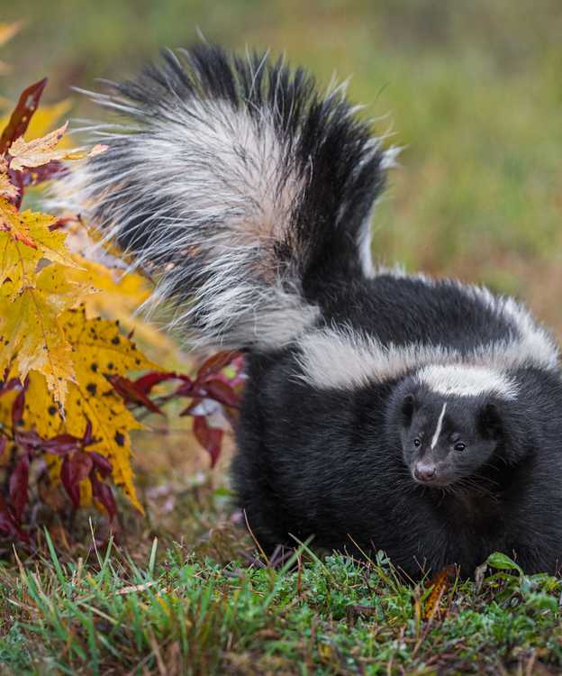 skunk in the yard 